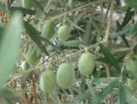 Bei trockener rissiger Haut ist die Athos-Wundersalbe nicht eine gute Creme. Sie ist weltweit die beste Salbe, welche die Symptome beheben kann Bei trockener rissiger Haut ist die Athos-Wundersalbe nicht eine gute Creme. Sie ist weltweit die beste Salbe, welche die Symptome beheben kann